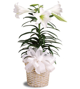 The traditional White Lily, with a lovely satin bow. A bloom so lovely, the Easter Bunny will have second thoughts