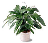 Peace of Lily - Spathiphillum The lush Spathiphyllum plant in a woven pot cover is one of the few flowering plants that blooms reliably indoors. 10" pot.